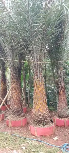 Pohon kenari silper