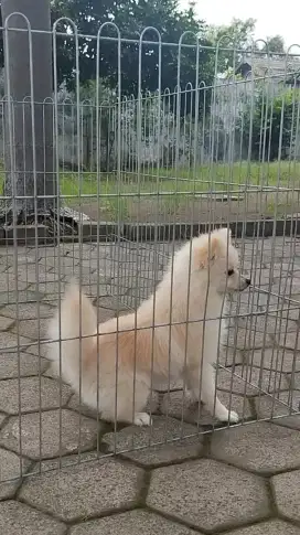 Minipom Betina Nonstb