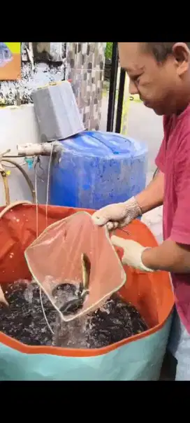Karyawan Toko Ikan