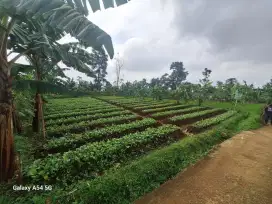 DIJUAL TANAH KAVLING DI GUNUNG BUNDER DEKAT ALUN ALUN