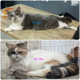 Kucing Peaknose Exotic Sepasang Calico & Blue Bicolor + Anak Line Ped