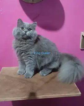 Kucing British Longhair Blue Solid Jantan 5 bulan Parent Ped