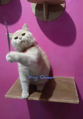Kucing BSH British Shorthair Jantan Cream 11 bulan Parent Pedigree