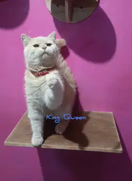 Kucing BSH British Shorthair Jantan Cream 11 bulan Parent Ped