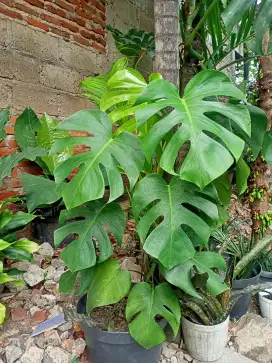 Tanaman Monstera
