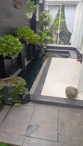 Maentenence kolam ikan koi