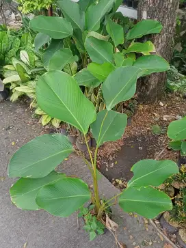 Calathea Pisang2 an