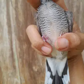 Paket ternak Perkutut lokal daringan kebak