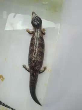 iguana gecko panana blue tongue skink