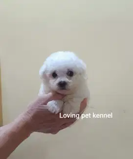 Jual Super Tiny Korean Face Bichon Frise Betina Cucu Import Korea