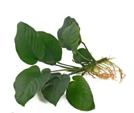 Anubias broadlife hiasan aquarium