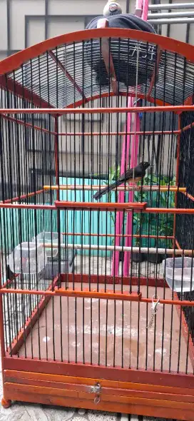 Murai batu medan betina