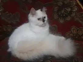 ragdoll vs muchin