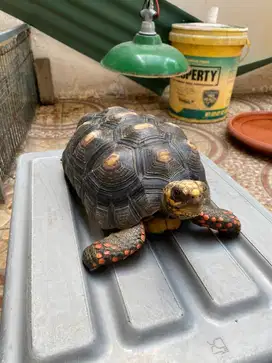 Red Foot Tortoise no 6