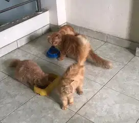 Kucing Mix Mainecoon Golden