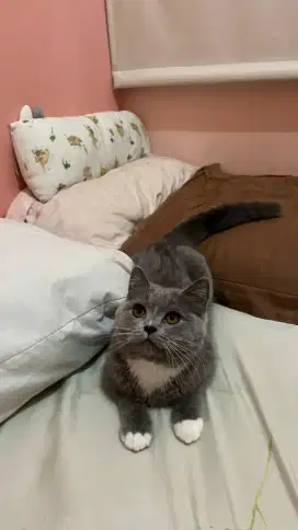 KUCING BSH PURE BETINA