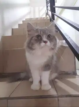 Kucing persia jantan