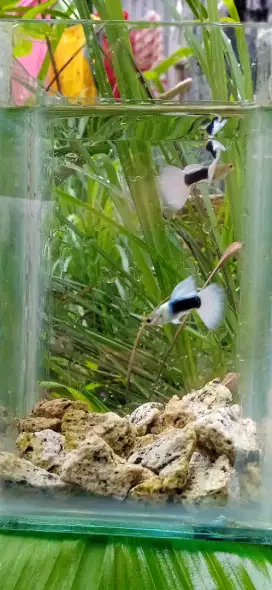 Guppy hb wait hiasan aquarium