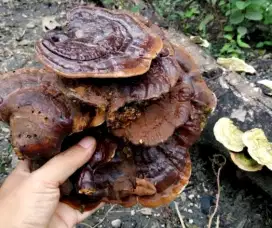 Herbal Lingzhi Hutan n Pegunungan