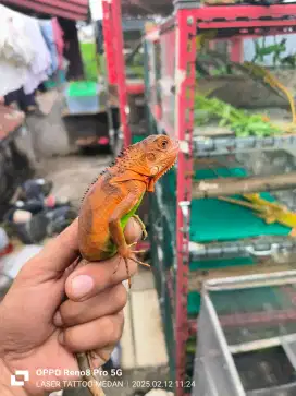 Iguana super red pedas +40cm