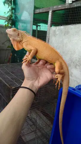 Iguana Red Albino Betina mewah
