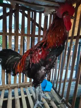 Ayam pelung suara merdu ada videonya