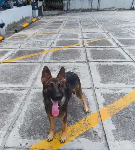 German Shepherd sable / herder
