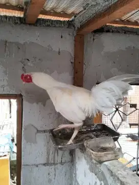 Jago Kampung Putih Polos