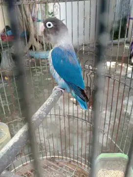 Love bird betina warna biru mangsi kepala hitam