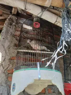 Jual burung tekukur kuk1 ud bunyi burja