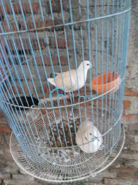 Jual burung puter lokal ud bunyi burja
