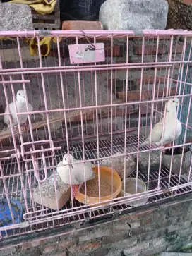 Jual burung puter lokal ud bunyi burja
