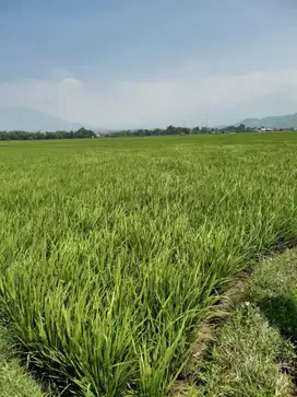 Tanah Sawah Murah Di Pinggir Jalan Ciparay