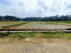 Dijual sawah stategis,datar,produktif dikarangpandan