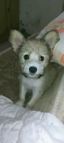 Anak Anjing Maltese mix corgie badan pendek bulu panjang.