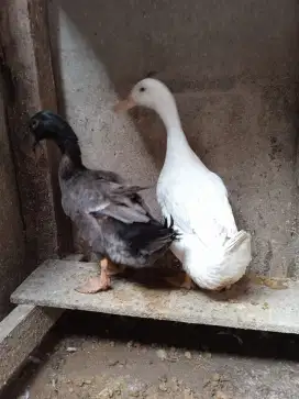 Jual Bebek import 1 pasang