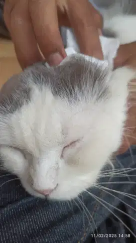 grooming kucing panggilan