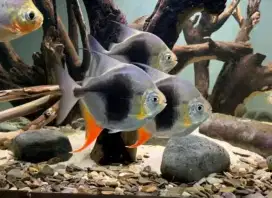Ikan blackberry hiasan aquarium