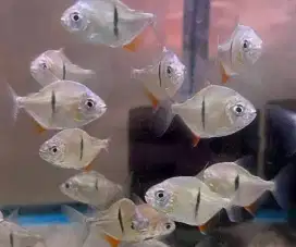 Ikan tinbar hiasan aquarium