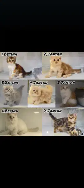 Kucing kitten anak persia anggora ragdoll himalaya mainecoon munchkin