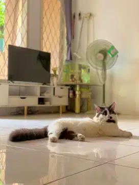 Kucing munchkin