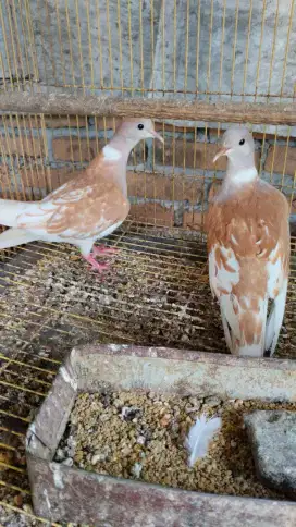 Burung dalam blorok