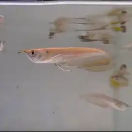 Ikan hias arwana silver Brazil 7-8 cm