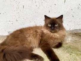 Ragdoll Mink Color Betina Indukan
