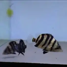 Datz Tiger Sumatra 4-5cm