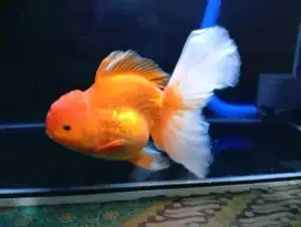 Ikan mas Koki Oranda