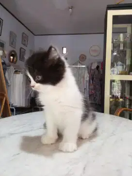 Lepas adopsi kitten cantik umur 2bulan