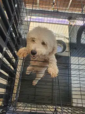Poodle usia 1 tahun Jantan