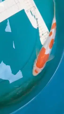 Ikan koi Kohaku Doitsu 29cm