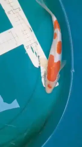Ikan koi Kohaku Doitsu 29cm merah pola ori
